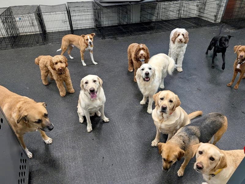 Dogtopia of Berkeley Heights