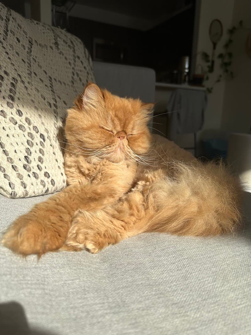 World Class Grooming
