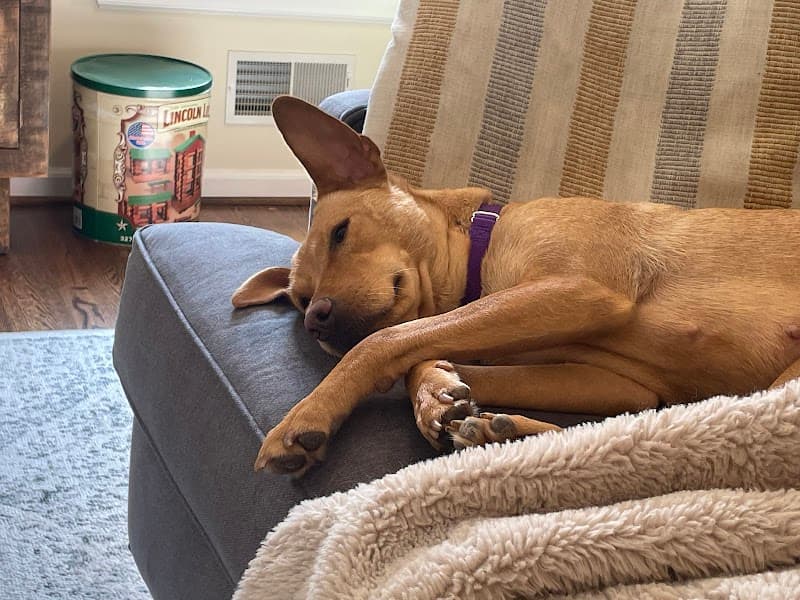 Home For Good Dog Rescue